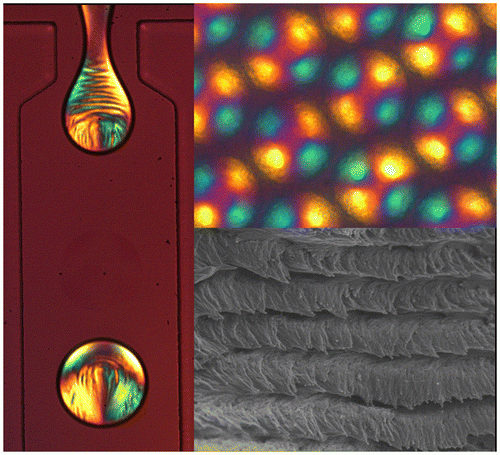 Cellulose Nanocrystals Self-Assembly | Bio-inspired Photonics